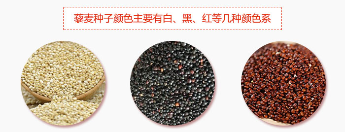 藜麥種子顏色主要有白、黑、紅等幾種顏色系，營(yíng)養(yǎng)成分相差不大，其中白色口感好，黑、紅色口感相對(duì)差些，籽粒也較小。