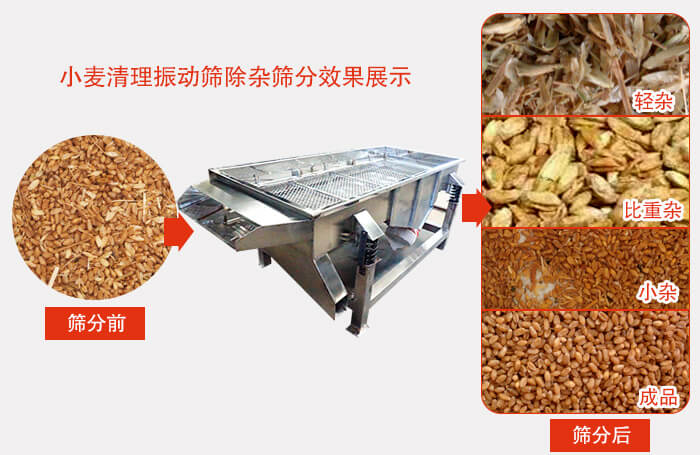 小麥清理振動篩小麥篩分效果展示圖可同時篩分出輕雜，比重雜，小雜，成品等四個等級。